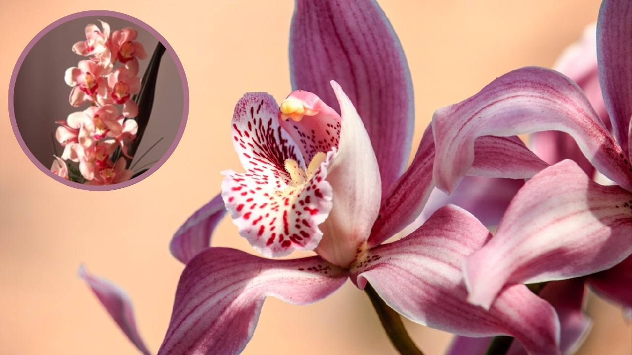 Trucchi per far fiorire tutto l'anno l'Orchidea