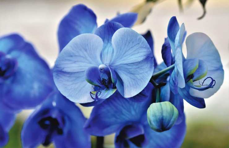 Orchidee di colore blu