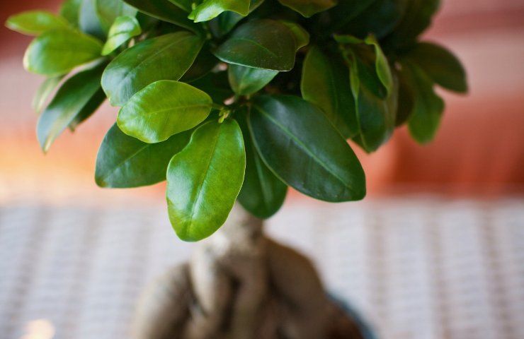 coltivare Ficus Bonsai