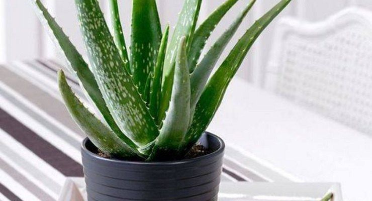 Pianta di Aloe Vera come coltivarla in casa