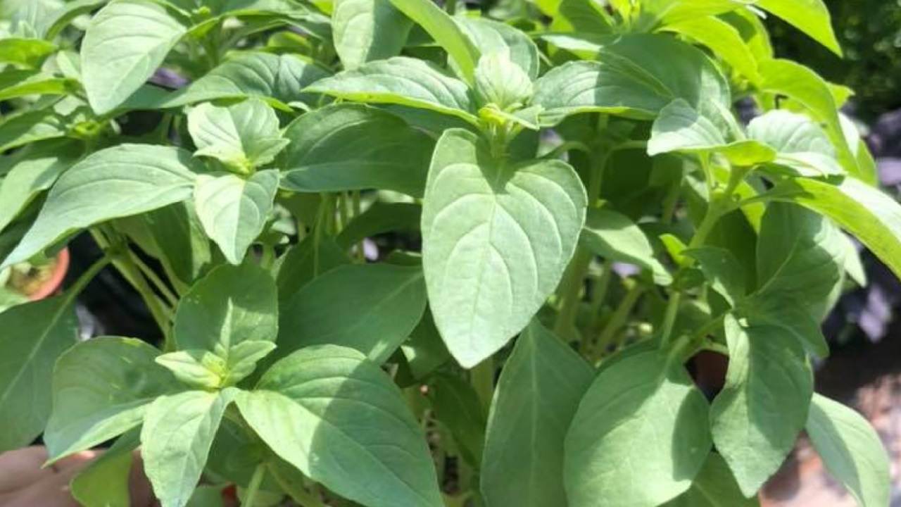 Pianta di basilico limone come coltivarla