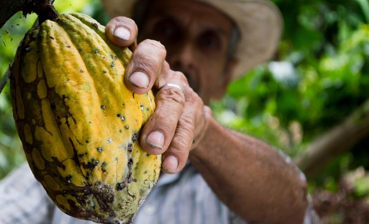 cacao benefici