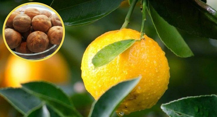 Rimediare pianta di limone sofferente e limoni secchi