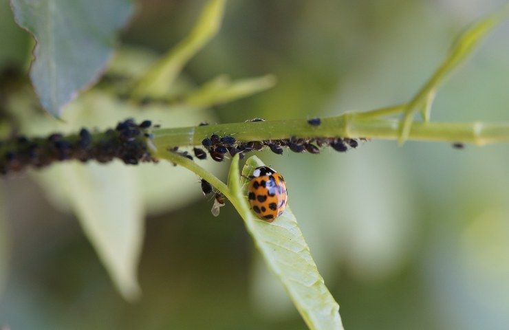 aglio repellente insetti