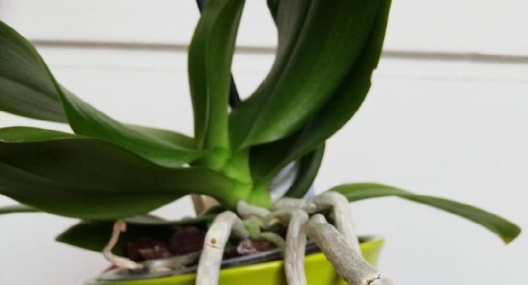 Perché crescono solo foglie orchidea