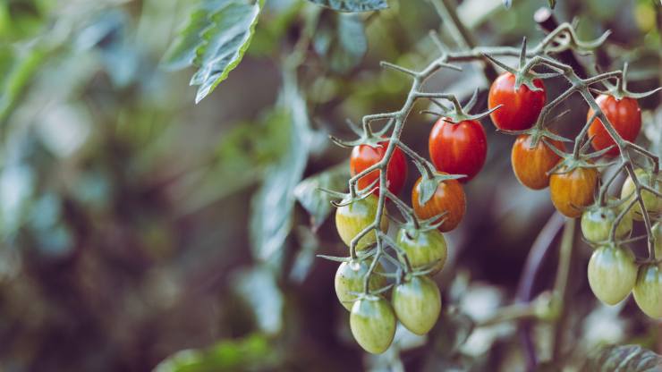 insetti nei pomodori