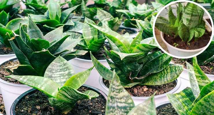 Come curare Sansevieria con foglie affollate