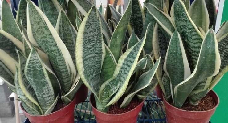 Piante Sansevieria come curarle