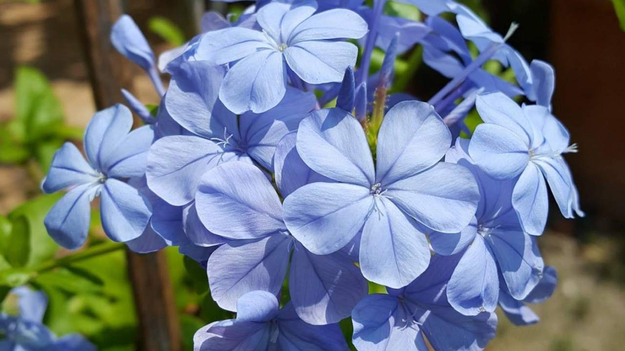 Plumbago blu pochi fiori come curarlo