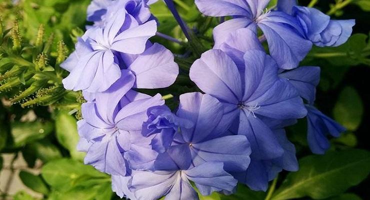 Plumbago come si cura 