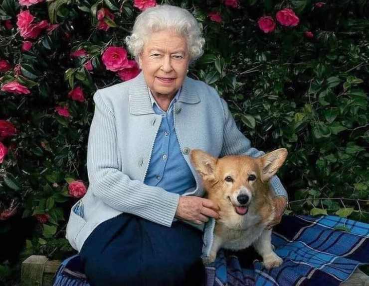 cani della regina