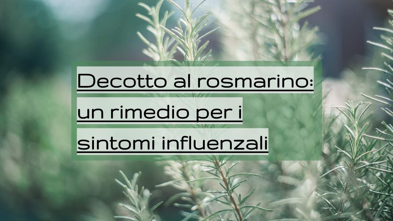 decotto rosmarino rimedio sintomi influenzali