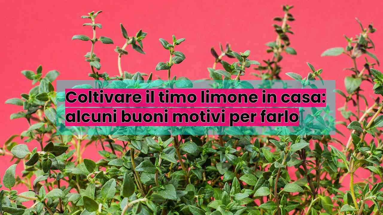 coltivare timo limone