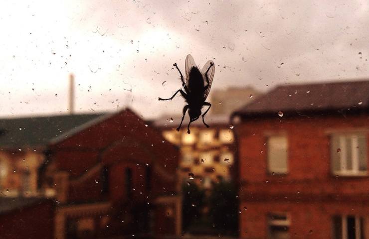 Una mosca su un vetro di casa