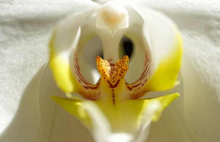 Una orchidea bianca e gialla
