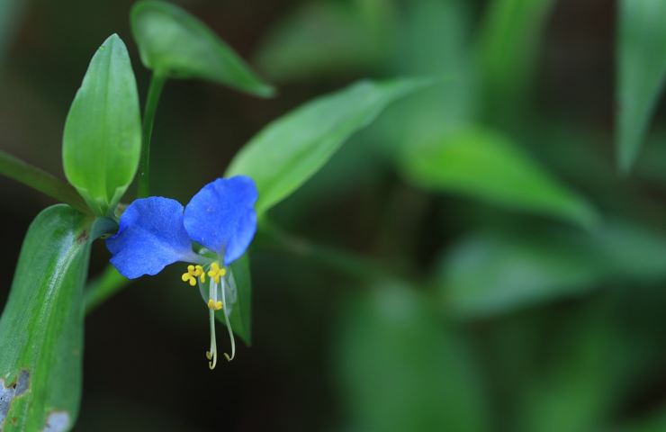 Una orchidea dalla corolla blu