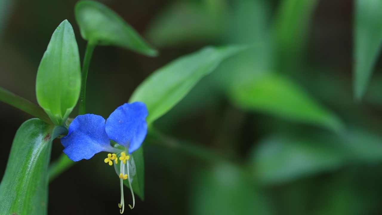 Perché non crescono i petali delle orchidee motivi