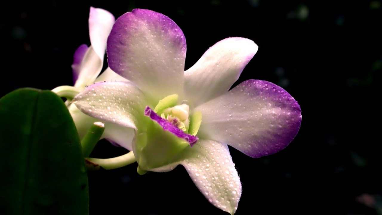 perché le orchidee cambiano colore motivi cosa fare