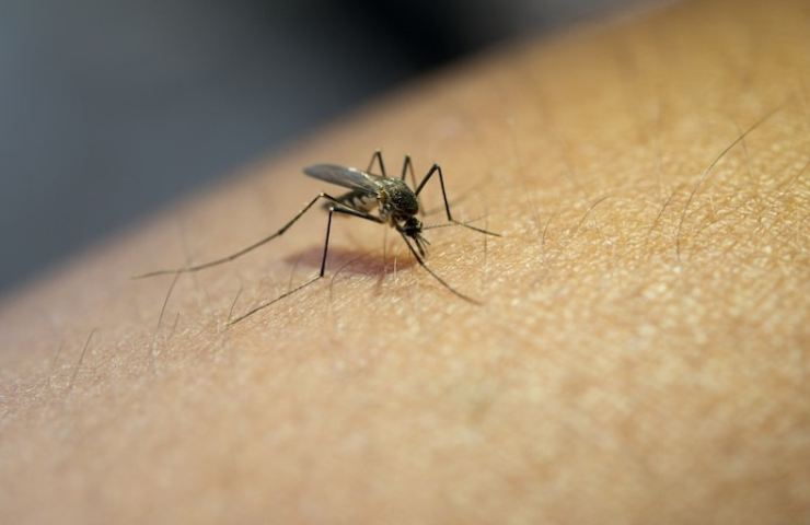 Una zanzara nell'atto di pungere una persona