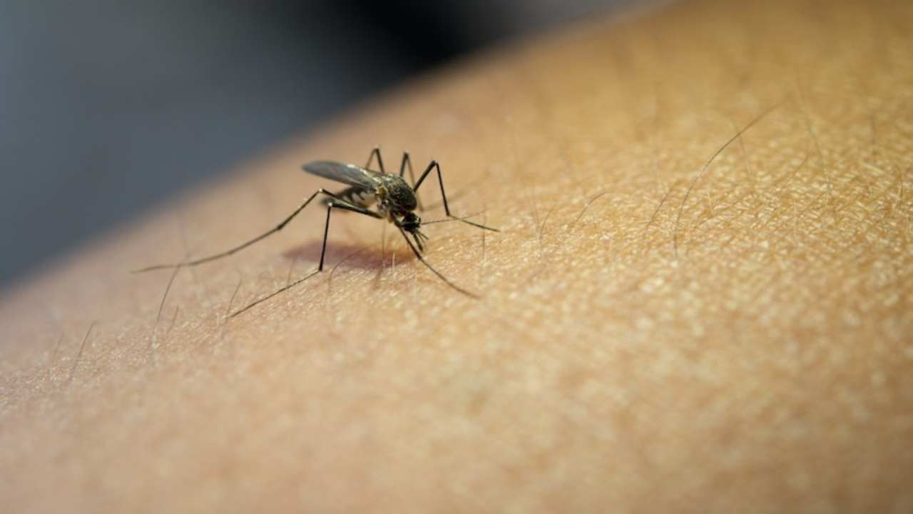 perché le zanzare ci pungono cosa ci attira