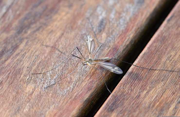 Una zanzara vista da vicino