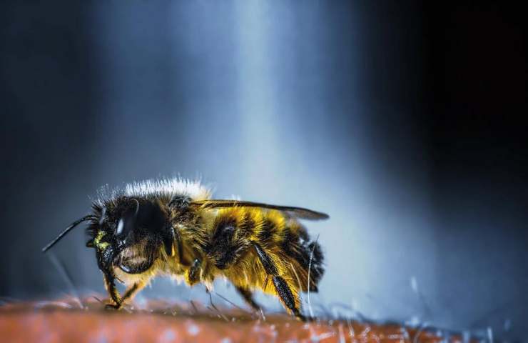 Un'ape vista da molto vicino