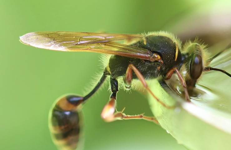 Vespa orientalis in italia