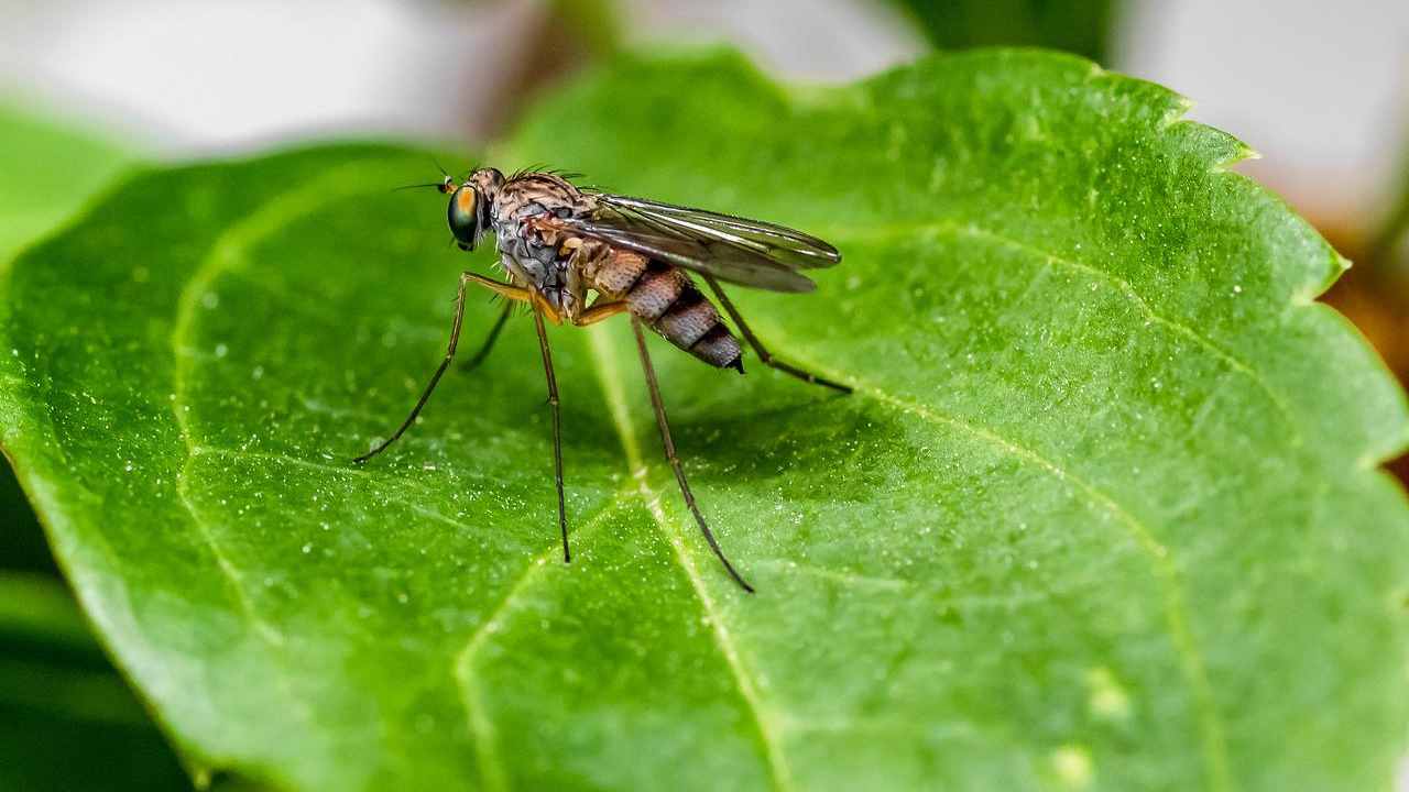 Zanzare cosa le attira