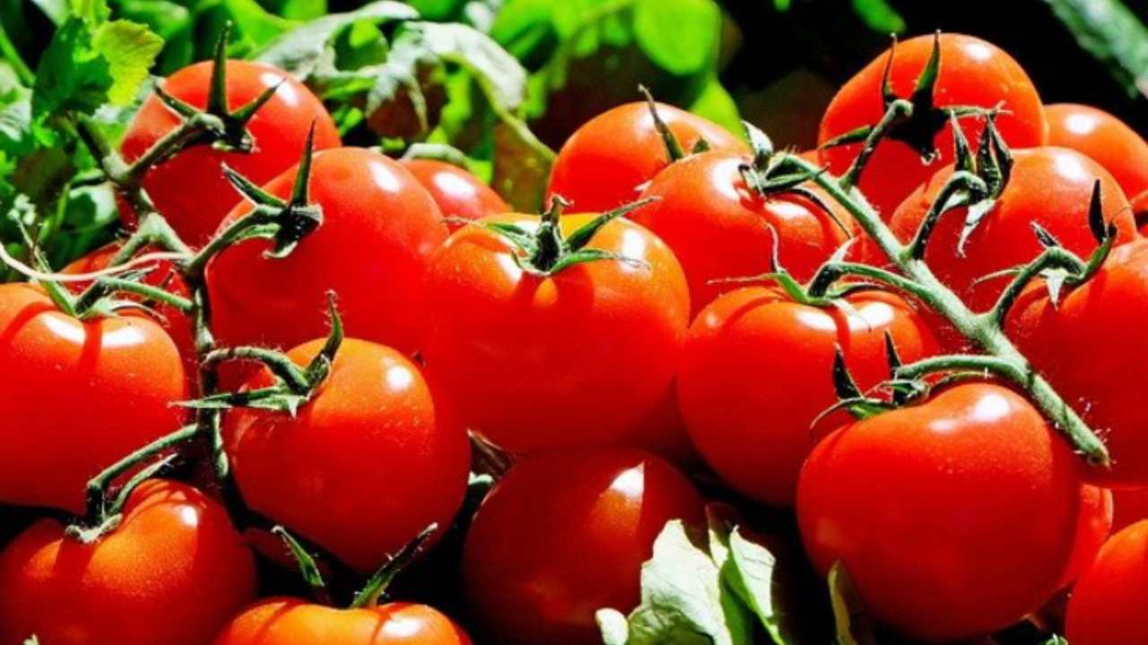 Far maturare velocemente il pomodoro