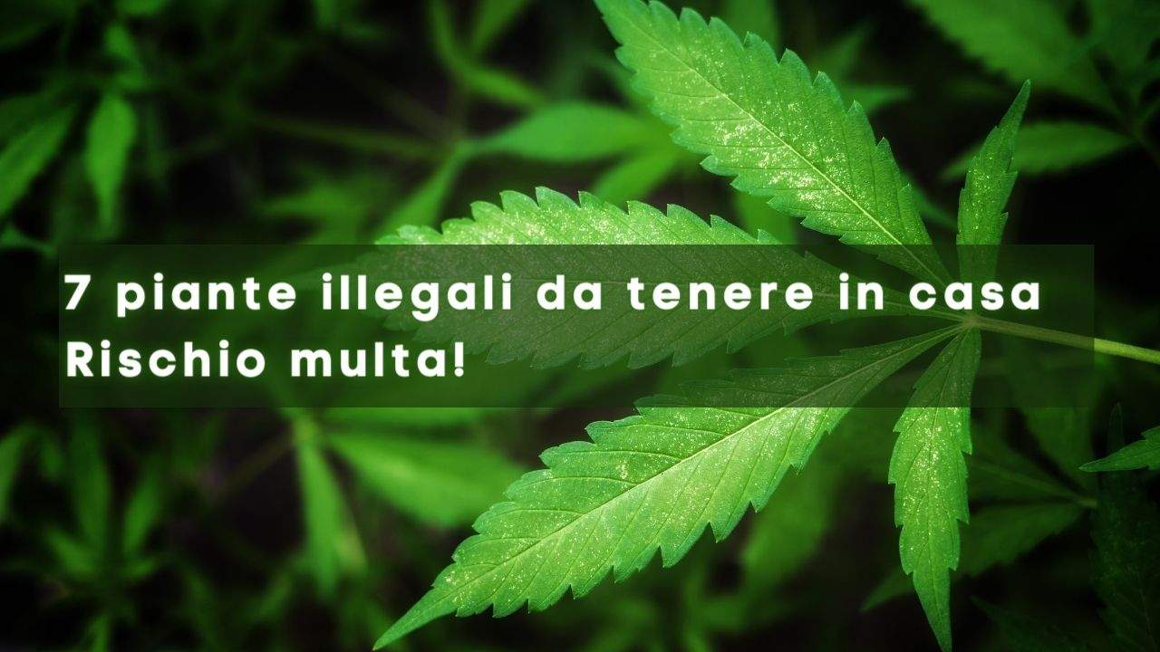 piante illegali