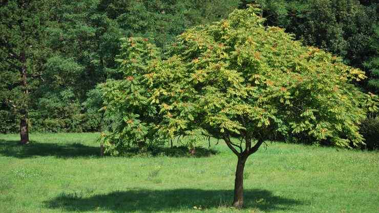 Albero del paradiso