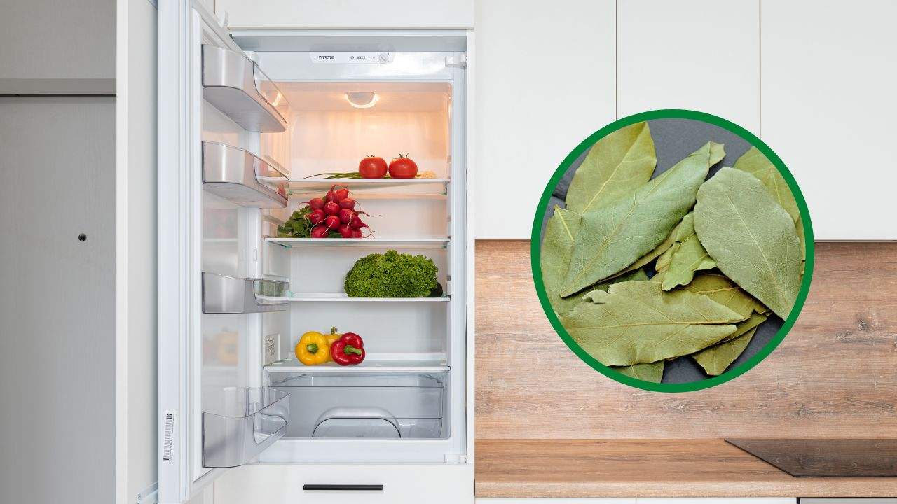 foglie alloro in frigorifero
