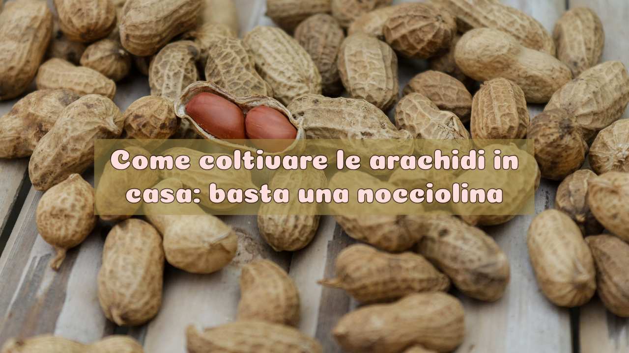 coltivare piantina nocciolina