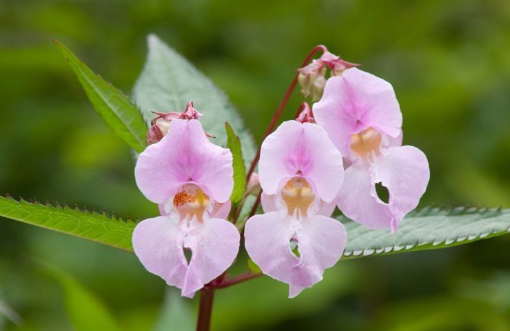 Balsamina ghiandolosa