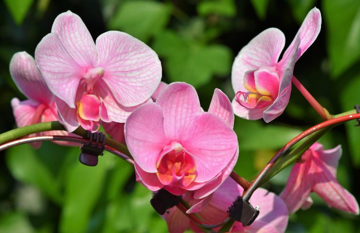 cure orchidea