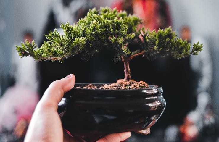 bonsai in mano