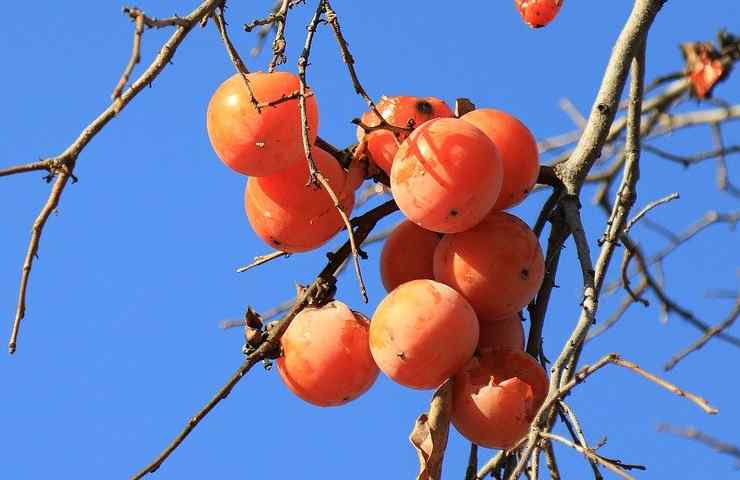 Cachi e dieta frutta