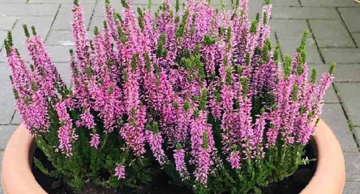 Calluna quanto dura fioritura