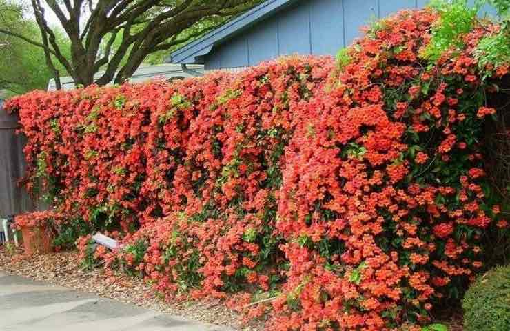 Campsis radicans 