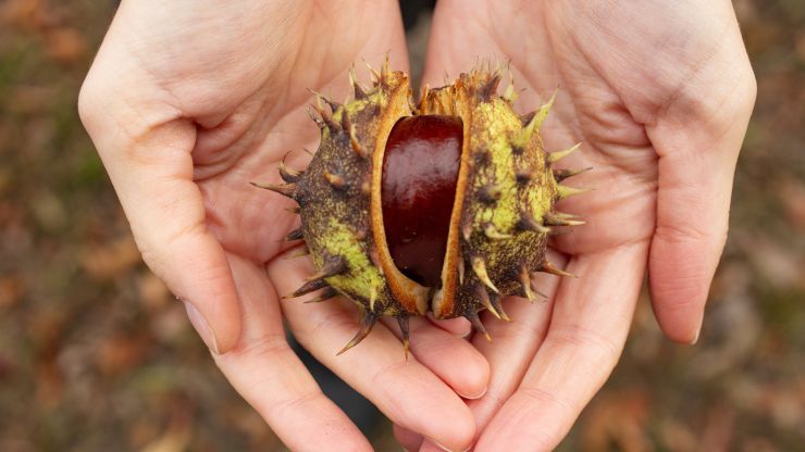 come conservare le castagne