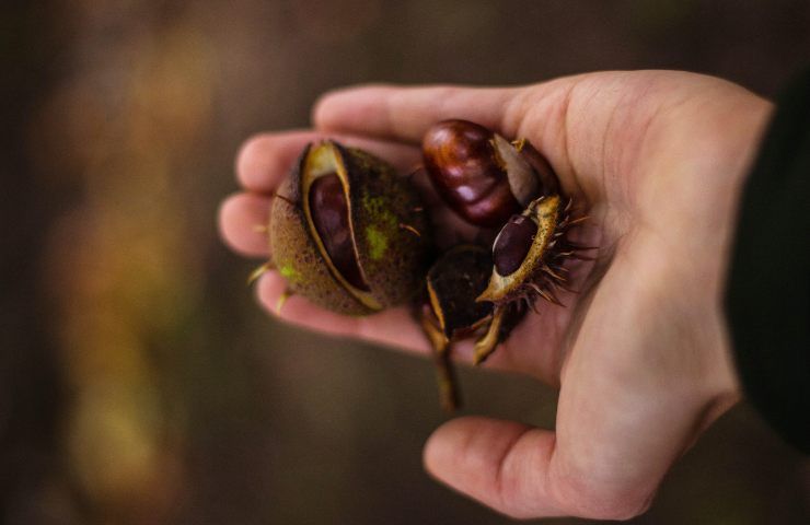 come cucinare le castagne