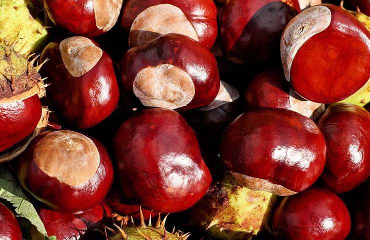 Come preparare delle castagne