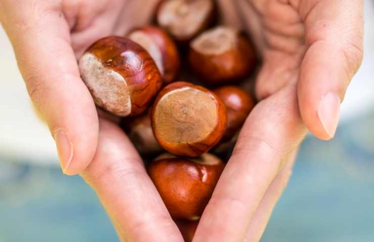 castagne