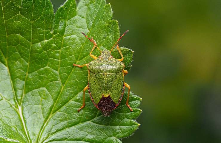 rimedio naturale insetti cimici