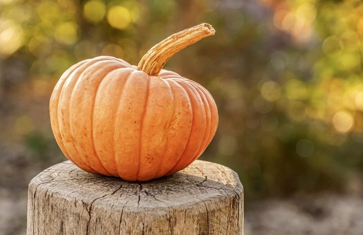 scelta varietà zucca