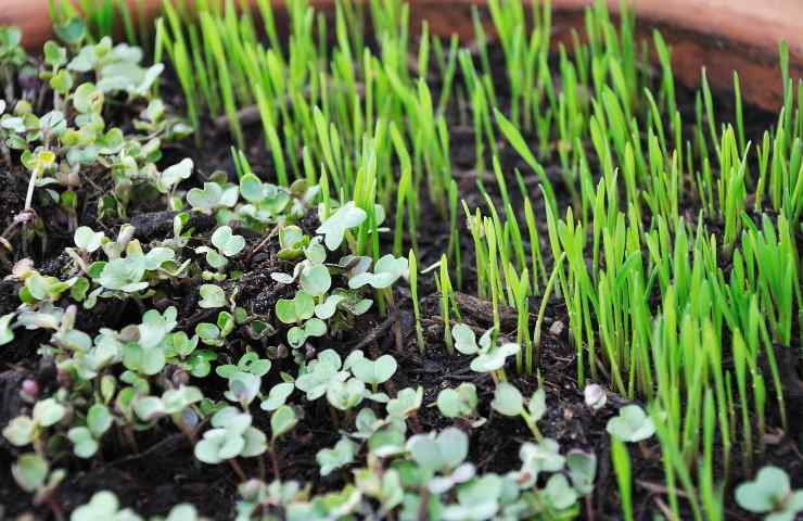 coltivazione microgreens