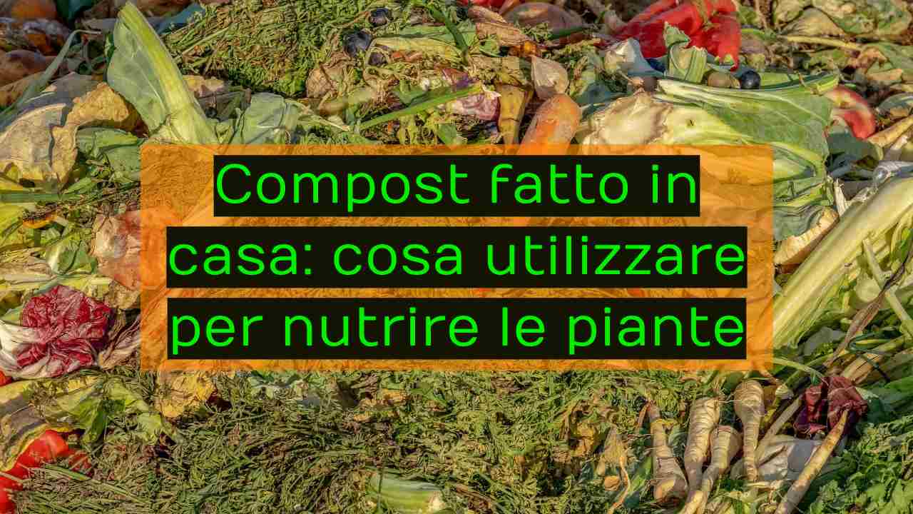 concime piante casa