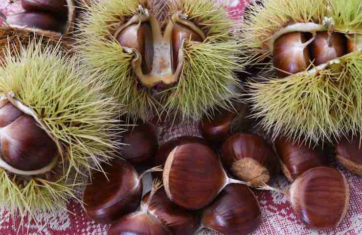 Delle castagne appena colte