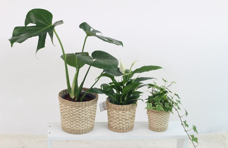 Delle piante in vaso