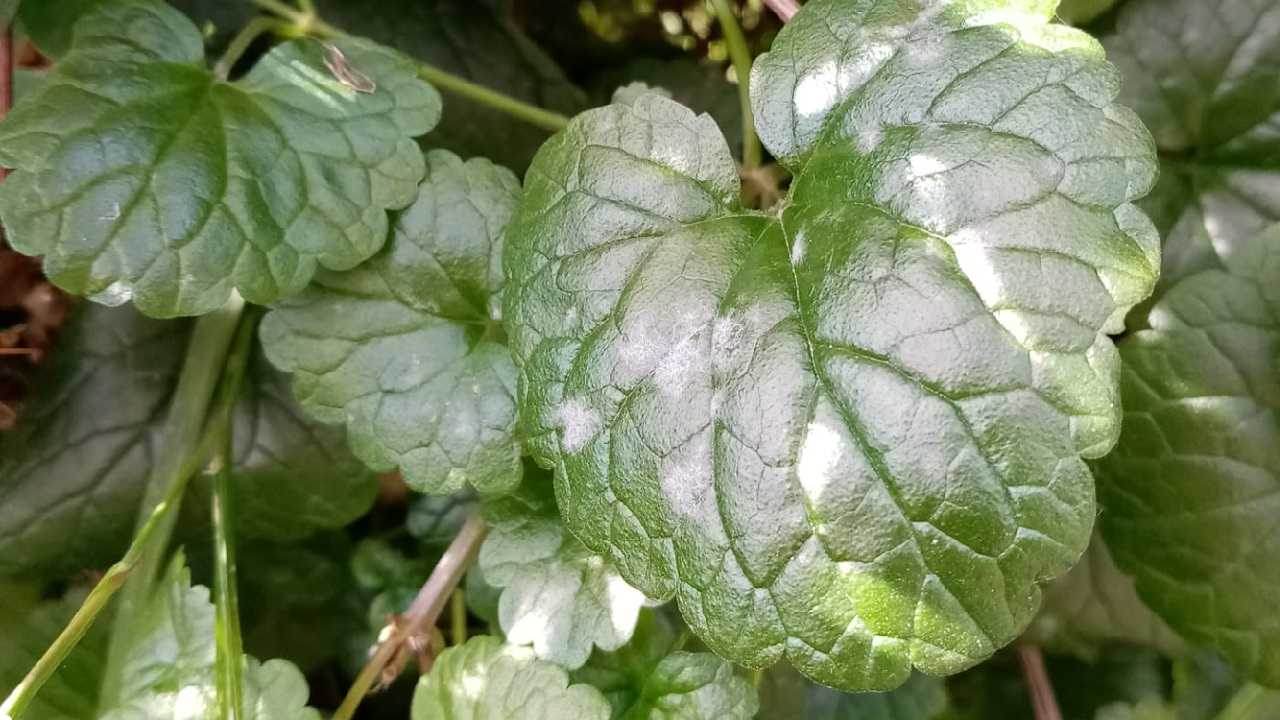 Edera cosa succede in Autunno